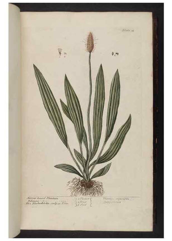 Reproducción/Reproduction 8251707247: A curious herbal. London : Printed for Samuel Harding, 1737-1739.