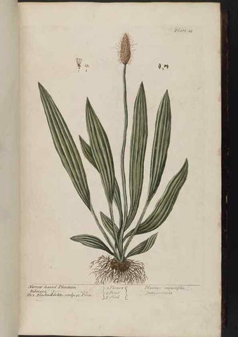 Reproducción/Reproduction 8251707247: A curious herbal. London : Printed for Samuel Harding, 1737-1739.