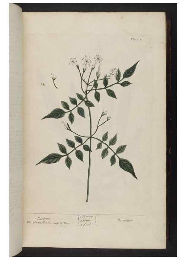 Reproducción/Reproduction 8251706971: A curious herbal. London : Printed for Samuel Harding, 1737-1739.