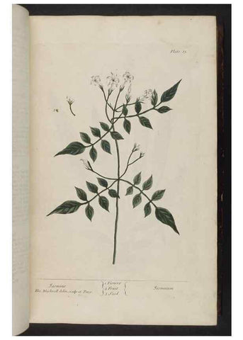 Reproducción/Reproduction 8251706971: A curious herbal. London : Printed for Samuel Harding, 1737-1739.