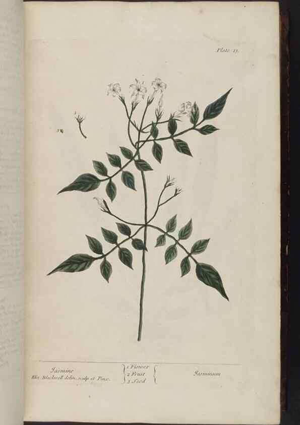 Reproducción/Reproduction 8251706971: A curious herbal. London : Printed for Samuel Harding, 1737-1739.