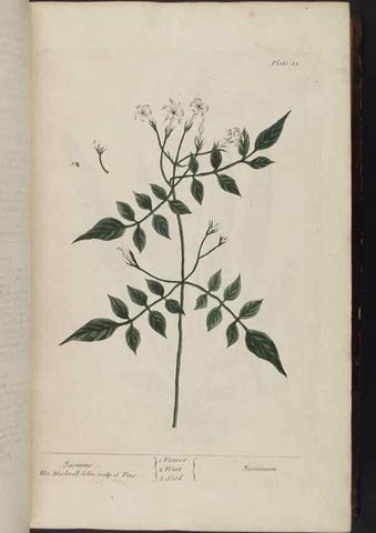 Reproducción/Reproduction 8251706971: A curious herbal. London : Printed for Samuel Harding, 1737-1739.