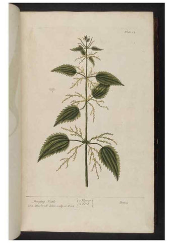 Reproducción/Reproduction 8252777740: A curious herbal. London : Printed for Samuel Harding, 1737-1739.