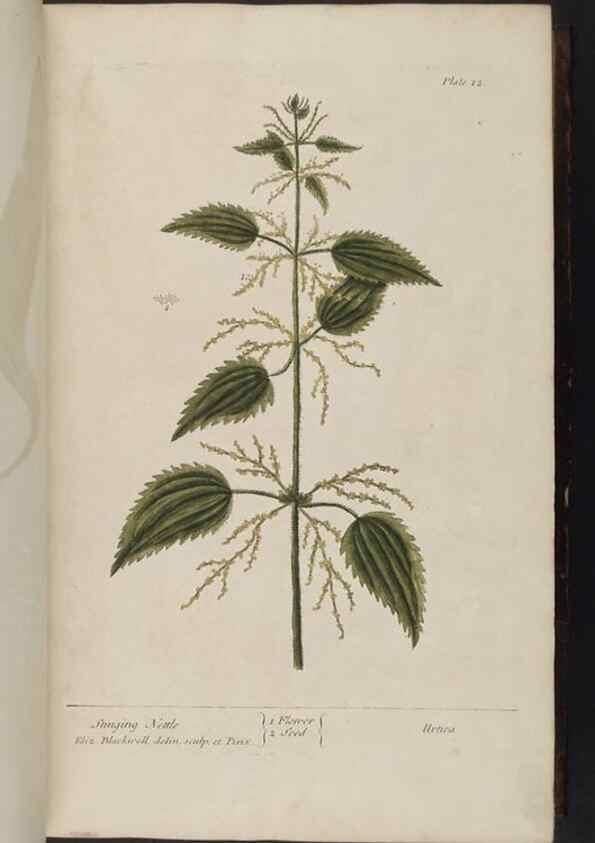 Reproducción/Reproduction 8252777740: A curious herbal. London : Printed for Samuel Harding, 1737-1739.