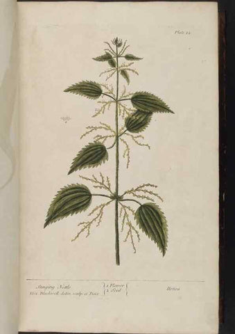 Reproducción/Reproduction 8252777740: A curious herbal. London : Printed for Samuel Harding, 1737-1739.