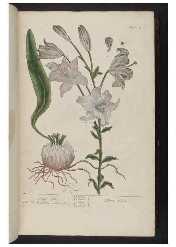 Reproducción/Reproduction 8252777434: A curious herbal. London : Printed for Samuel Harding, 1737-1739.