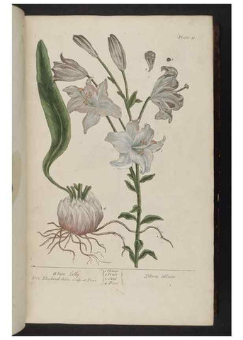 Reproducción/Reproduction 8252777434: A curious herbal. London : Printed for Samuel Harding, 1737-1739.