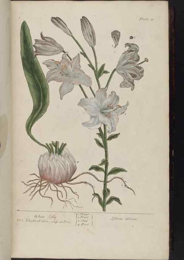 Reproducción/Reproduction 8252777434: A curious herbal. London : Printed for Samuel Harding, 1737-1739.