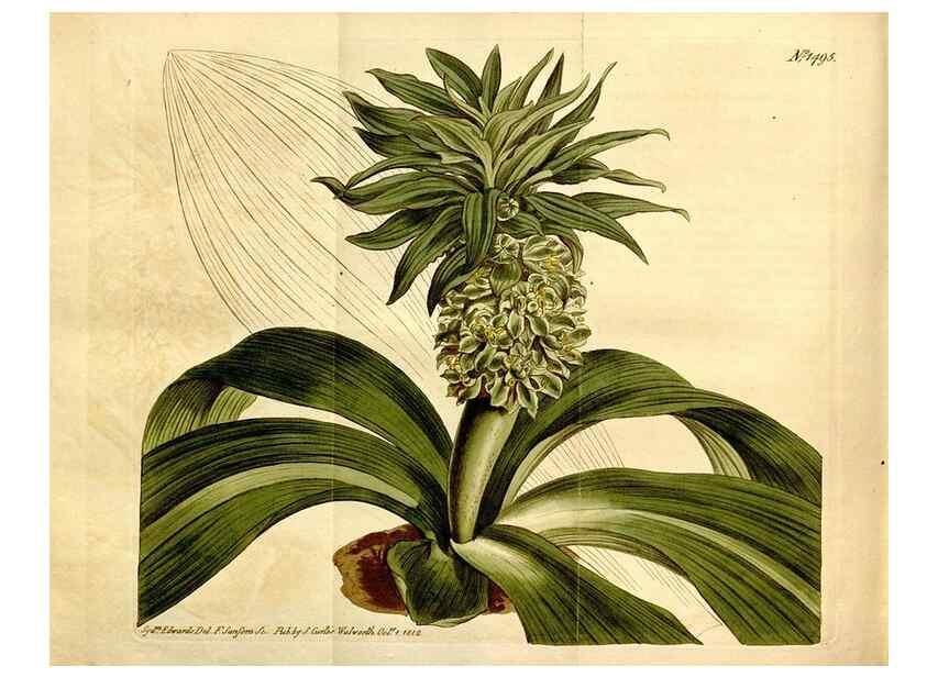 Reproducción/Reproduction 8246965367: Curtis's botanical magazine.. London ;New York [etc.] :Academic Press [etc.]