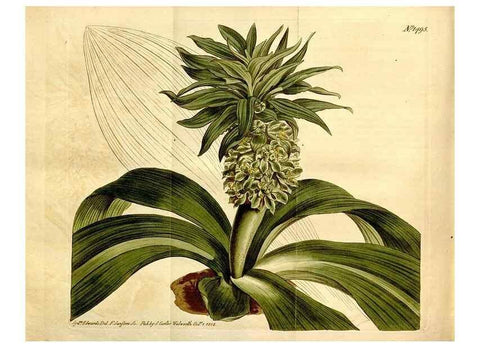 Reproducción/Reproduction 8246965367: Curtis's botanical magazine.. London ;New York [etc.] :Academic Press [etc.]