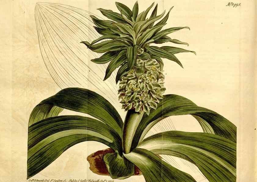 Reproducción/Reproduction 8246965367: Curtis's botanical magazine.. London ;New York [etc.] :Academic Press [etc.]