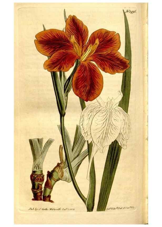 Reproducción/Reproduction 8246966099: Curtis's botanical magazine.. London ;New York [etc.] :Academic Press [etc.]