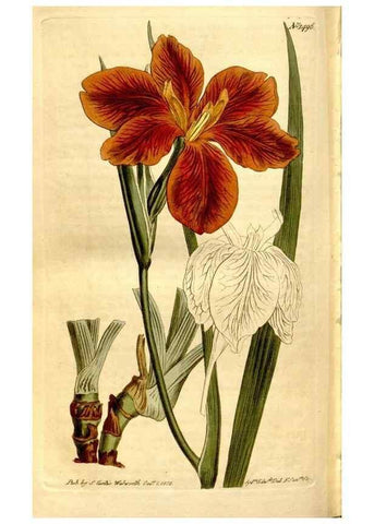 Reproducción/Reproduction 8246966099: Curtis's botanical magazine.. London ;New York [etc.] :Academic Press [etc.]