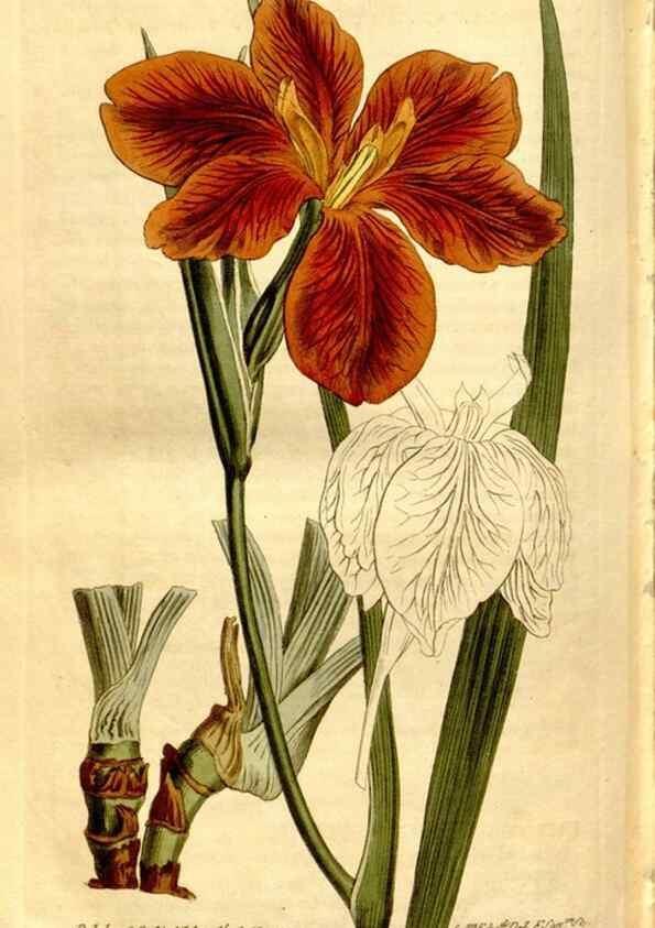 Reproducción/Reproduction 8246966099: Curtis's botanical magazine.. London ;New York [etc.] :Academic Press [etc.]