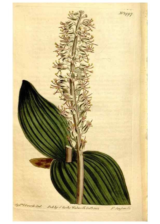 Reproducción/Reproduction 8248034828: Curtis's botanical magazine.. London ;New York [etc.] :Academic Press [etc.]