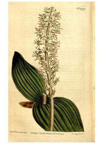 Reproducción/Reproduction 8248034828: Curtis's botanical magazine.. London ;New York [etc.] :Academic Press [etc.]