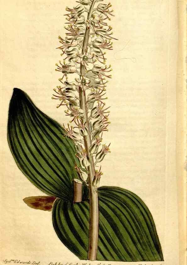 Reproducción/Reproduction 8248034828: Curtis's botanical magazine.. London ;New York [etc.] :Academic Press [etc.]