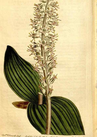 Reproducción/Reproduction 8248034828: Curtis's botanical magazine.. London ;New York [etc.] :Academic Press [etc.]