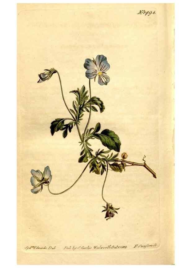 Reproducción/Reproduction 8246967429: Curtis's botanical magazine.. London ;New York [etc.] :Academic Press [etc.]