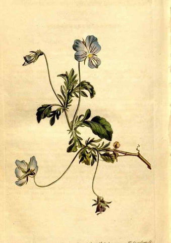 Reproducción/Reproduction 8246967429: Curtis's botanical magazine.. London ;New York [etc.] :Academic Press [etc.]