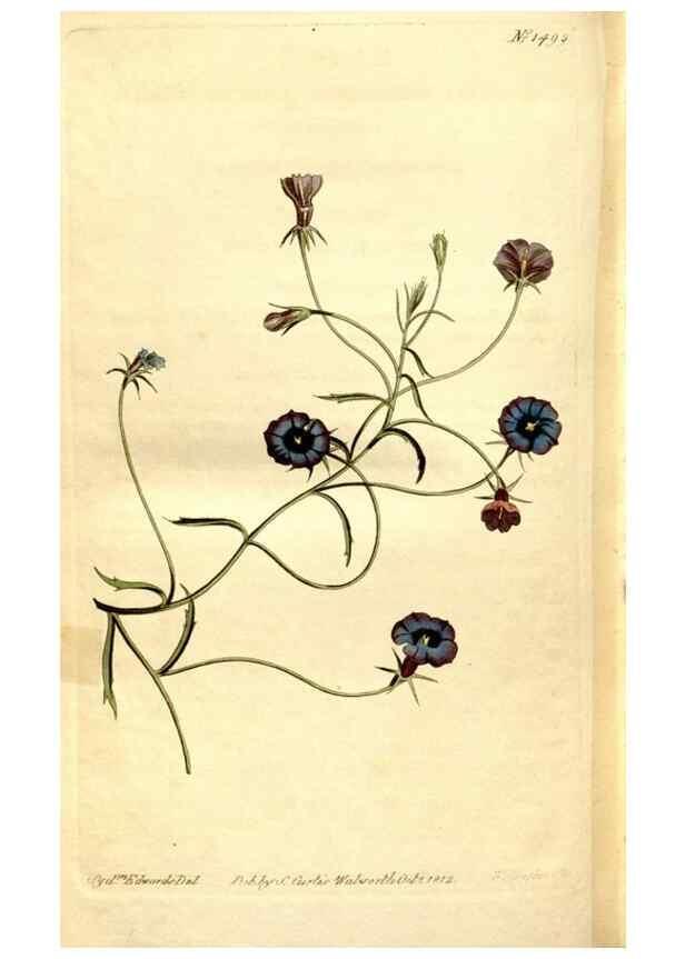 Reproducción/Reproduction 8248036142: Curtis's botanical magazine.. London ;New York [etc.] :Academic Press [etc.]