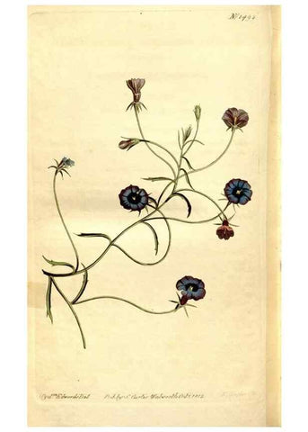 Reproducción/Reproduction 8248036142: Curtis's botanical magazine.. London ;New York [etc.] :Academic Press [etc.]