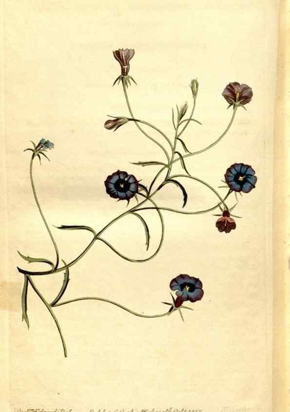 Reproducción/Reproduction 8248036142: Curtis's botanical magazine.. London ;New York [etc.] :Academic Press [etc.]