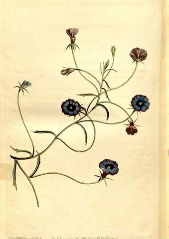 Reproducción/Reproduction 8248036142: Curtis's botanical magazine.. London ;New York [etc.] :Academic Press [etc.]