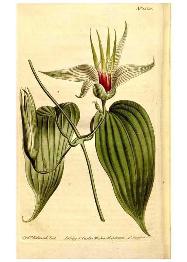 Reproducción/Reproduction 8248036932: Curtis's botanical magazine.. London ;New York [etc.] :Academic Press [etc.]