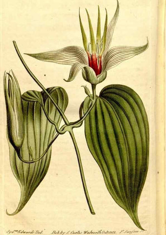 Reproducción/Reproduction 8248036932: Curtis's botanical magazine.. London ;New York [etc.] :Academic Press [etc.]