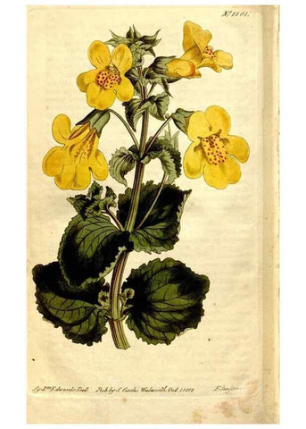Reproducción/Reproduction 8246969715: Curtis's botanical magazine.. London ;New York [etc.] :Academic Press [etc.]