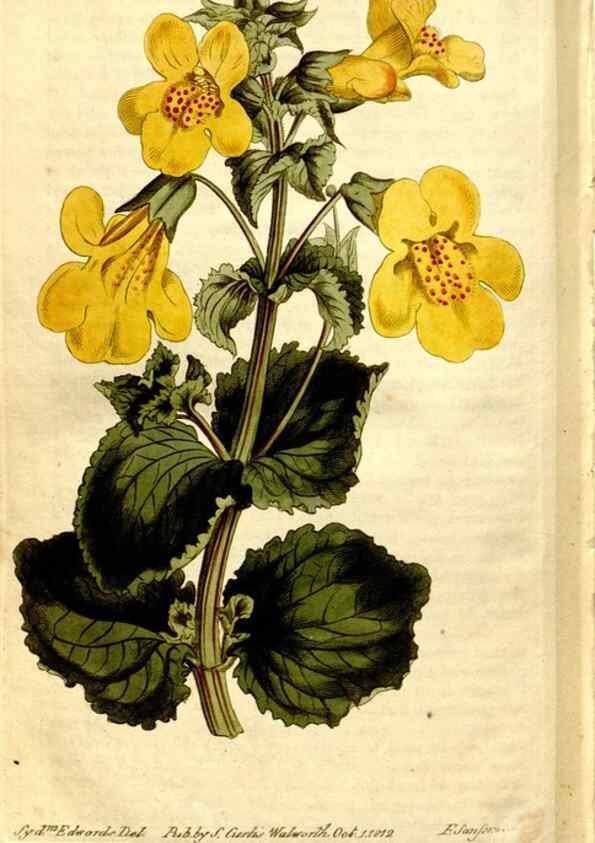 Reproducción/Reproduction 8246969715: Curtis's botanical magazine.. London ;New York [etc.] :Academic Press [etc.]