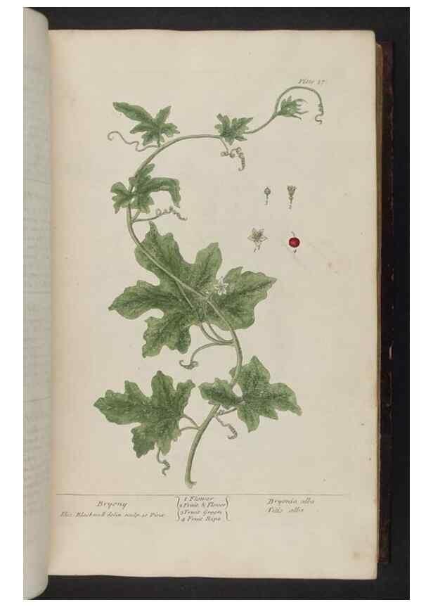 Reproducción/Reproduction 8251711389: A curious herbal. London : Printed for Samuel Harding, 1737-1739.
