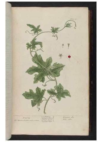 Reproducción/Reproduction 8251711389: A curious herbal. London : Printed for Samuel Harding, 1737-1739.