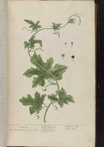 Reproducción/Reproduction 8251711389: A curious herbal. London : Printed for Samuel Harding, 1737-1739.