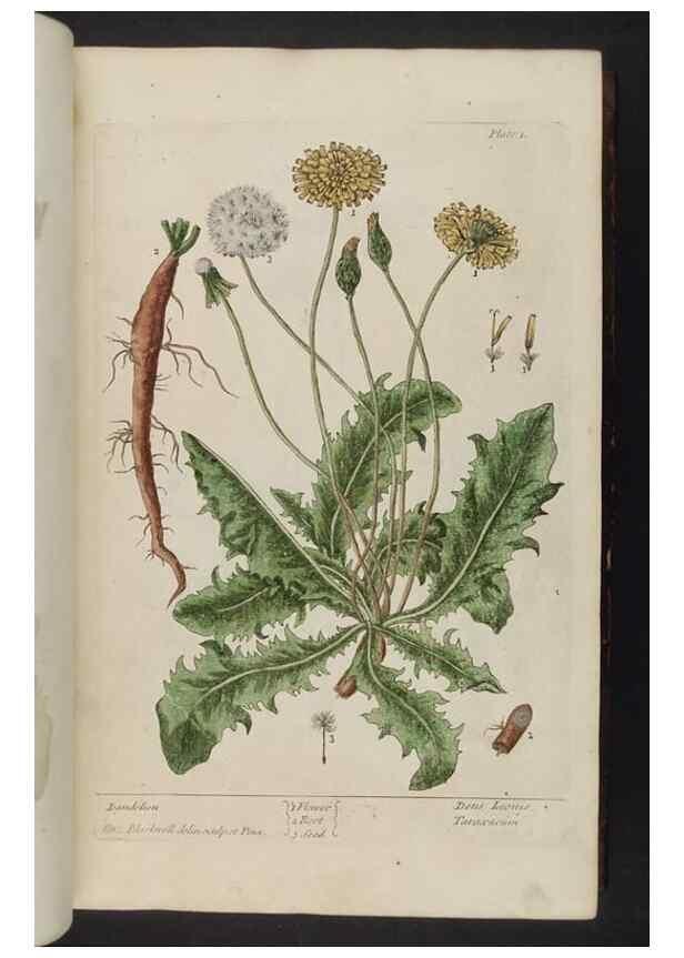 Reproducción/Reproduction 8251704735: A curious herbal. London : Printed for Samuel Harding, 1737-1739.