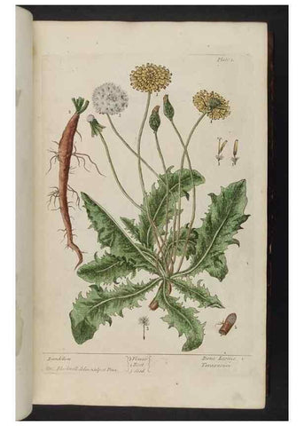 Reproducción/Reproduction 8251704735: A curious herbal. London : Printed for Samuel Harding, 1737-1739.