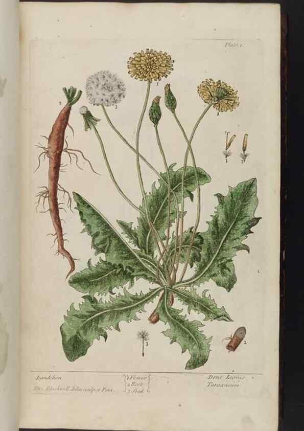 Reproducción/Reproduction 8251704735: A curious herbal. London : Printed for Samuel Harding, 1737-1739.