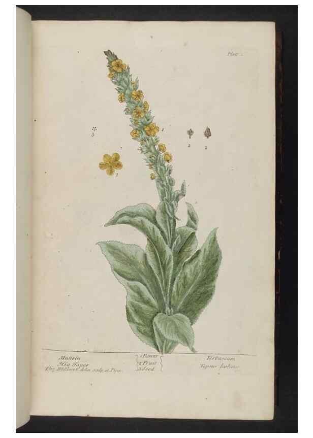 Reproducción/Reproduction 8252775974: A curious herbal. London : Printed for Samuel Harding, 1737-1739.