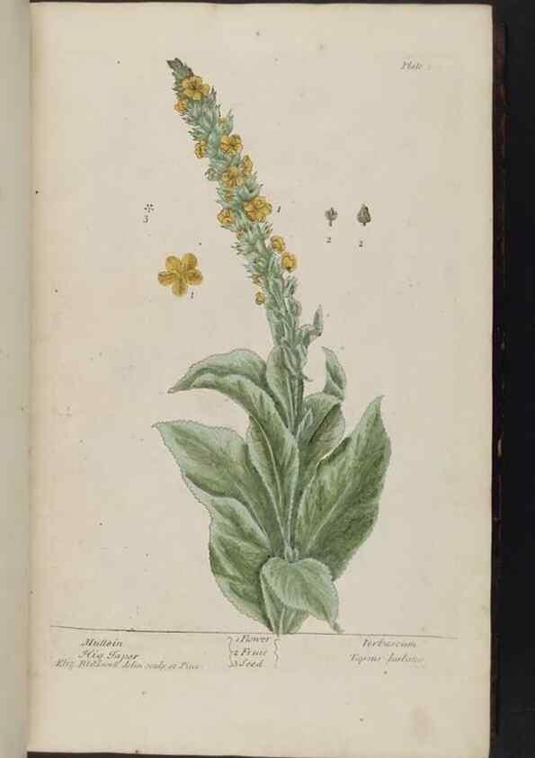 Reproducción/Reproduction 8252775974: A curious herbal. London : Printed for Samuel Harding, 1737-1739.