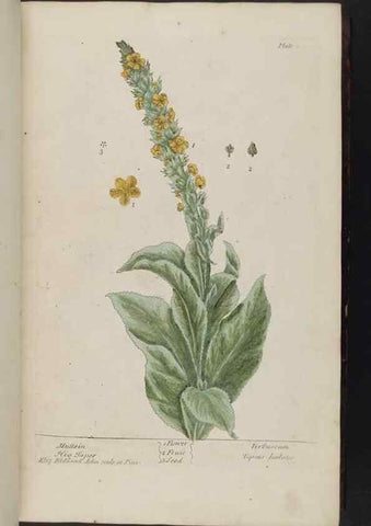 Reproducción/Reproduction 8252775974: A curious herbal. London : Printed for Samuel Harding, 1737-1739.