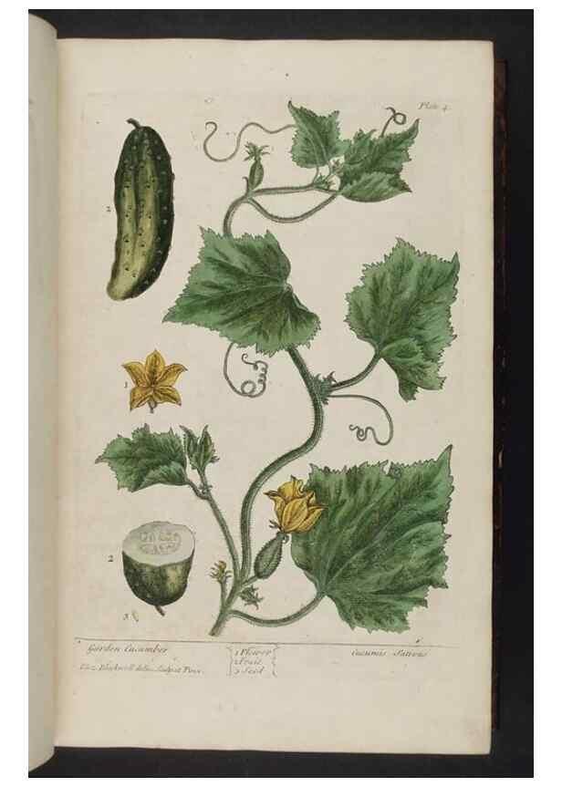 Reproducción/Reproduction 8252776130: A curious herbal. London : Printed for Samuel Harding, 1737-1739.