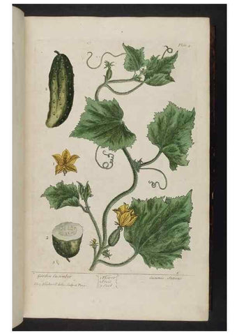 Reproducción/Reproduction 8252776130: A curious herbal. London : Printed for Samuel Harding, 1737-1739.