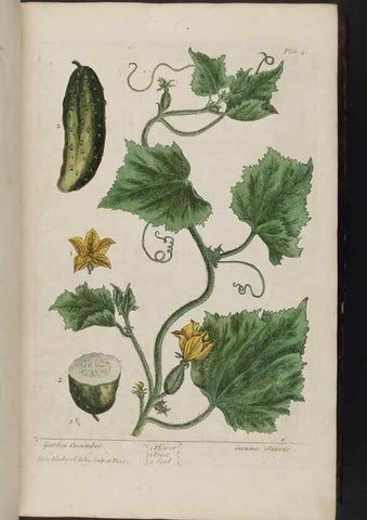 Reproducción/Reproduction 8252776130: A curious herbal. London : Printed for Samuel Harding, 1737-1739.
