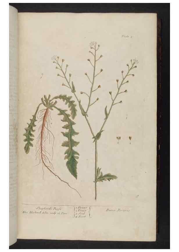 Reproducción/Reproduction 8251705499: A curious herbal. London : Printed for Samuel Harding, 1737-1739.