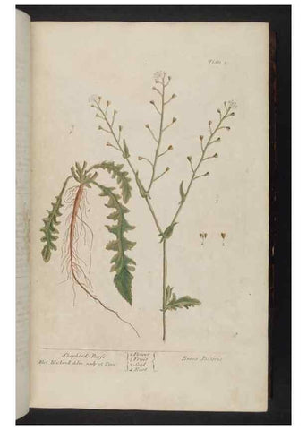 Reproducción/Reproduction 8251705499: A curious herbal. London : Printed for Samuel Harding, 1737-1739.