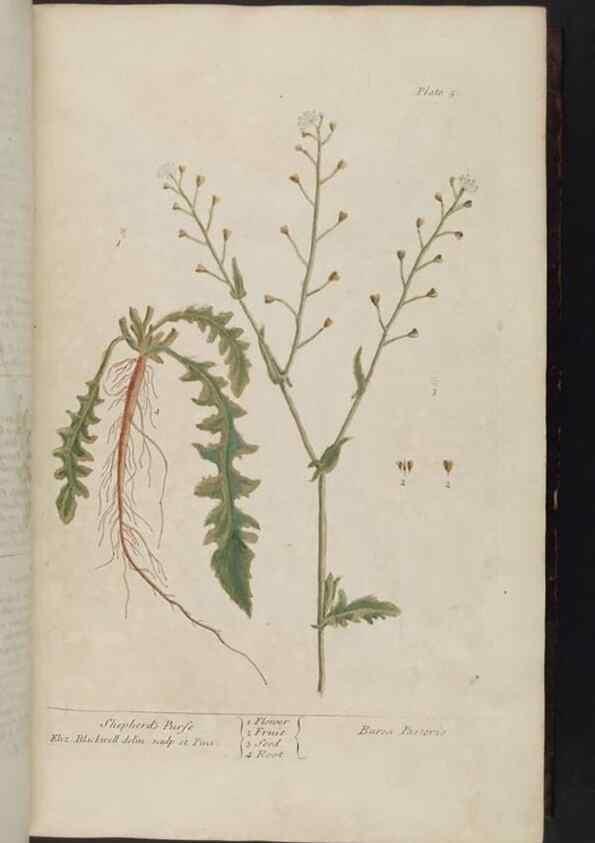Reproducción/Reproduction 8251705499: A curious herbal. London : Printed for Samuel Harding, 1737-1739.