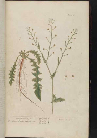 Reproducción/Reproduction 8251705499: A curious herbal. London : Printed for Samuel Harding, 1737-1739.