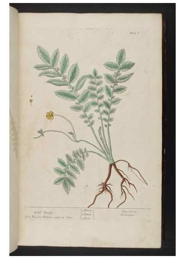Reproducción/Reproduction 8252776418: A curious herbal. London : Printed for Samuel Harding, 1737-1739.