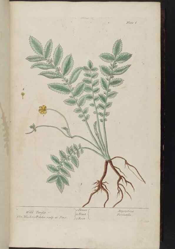 Reproducción/Reproduction 8252776418: A curious herbal. London : Printed for Samuel Harding, 1737-1739.